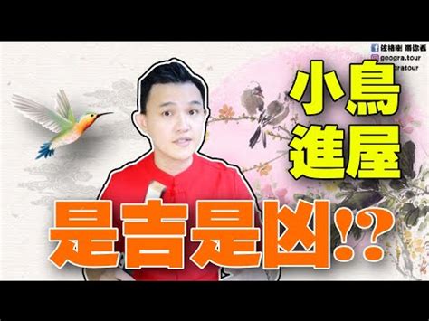 小鳥飛進店裡|【小鳥跑進家裡】小鳥闖進家裡，是什麼吉兆還是凶兆？教你看懂。